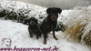 beauceron-net.de