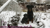 beauceron-net.de