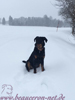 beauceron-net.de