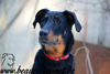 beauceron-net.de