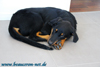 beauceron-net.de