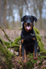 beauceron-net.de