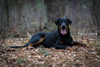 beauceron-net.de