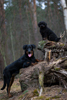 beauceron-net.de