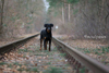 beauceron-net.de