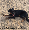 beauceron-net.de