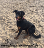 beauceron-net.de