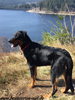 beauceron-net.de