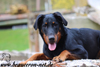 beauceron-net.de