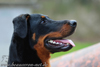 beauceron-net.de