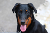 beauceron-net.de