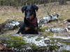 beauceron-net.de