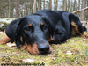 beauceron-net.de