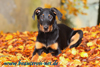 beauceron-net.de