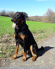 beauceron-net.de