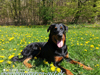 beauceron-net.de