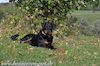 beauceron-net.de