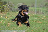 beauceron-net.de