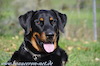 beauceron-net.de