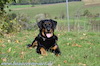 beauceron-net.de