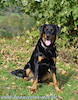 beauceron-net.de