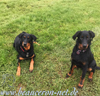 beauceron-net.de