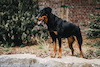 beauceron-net.de