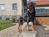 beauceron-net.de