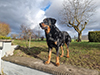 beauceron-net.de