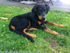 beauceron-net.de