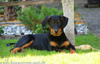 beauceron-net.de