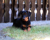 beauceron-net.de