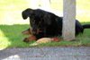 beauceron-net.de