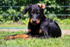 beauceron-net.de