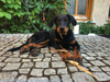 beauceron-net.de