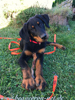 beauceron-net.de