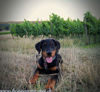 beauceron-net.de