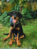 beauceron-net.de