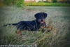 beauceron-net.de