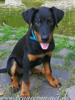 beauceron-net.de