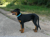 beauceron-net.de