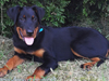 beauceron-net.de