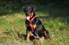 beauceron-net.de