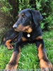 beauceron-net.de