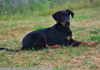 beauceron-net.de