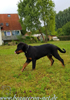 beauceron-net.de