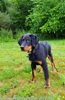 beauceron-net.de