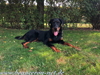 beauceron-net.de