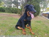 beauceron-net.de