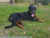 beauceron-net.de